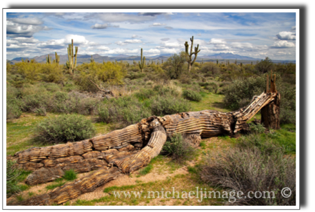 "fallen saguaro"
McDowell mountain preserve